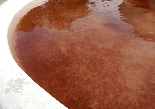 Las aguas del abrevadero de Fuente Encalada (Zamora) se tiñeron de rojo por la presencia del alga Haematococus pluvialis, traída por la lluvía.