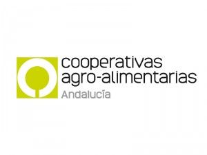 Las cooperativas confirman una campaña exprés de aceite de oliva como consecuencia del clima