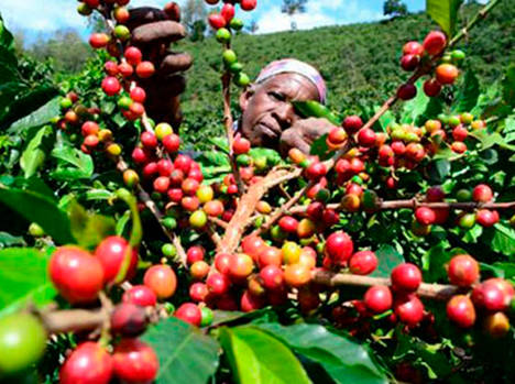 Angola aumentará la producción de café en los próximos años
