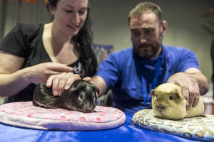 100x100 MASCOTA 2021 dará visibilidad a los beneficios de la tenencia de mascotas