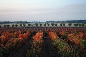 Diez cosas que disfrutar en la Ruta del vino Cigales