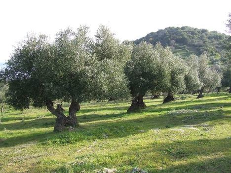 La Junta de Andalucía ha venido reclamando el mismo trato fiscal para el olivo cordobés que para el jienense