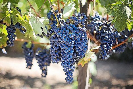 La Junta convoca ayudas urgentes al sector vitivinícola por la pandemia del Covid 19