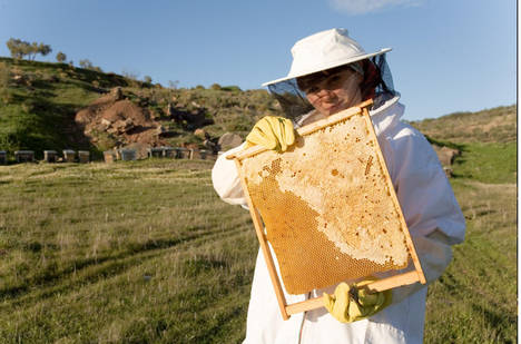 Agricultura autoriza el pago de 5,7 millones de euros de ayudas agroambientales para 1.074 apicultores