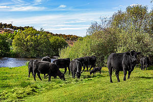 Grupo Miguel Vergara lanza “Vergara Life” proyecto para la obtención del Angus selecto español y la profesionalización de la producción de vacas nodrizas