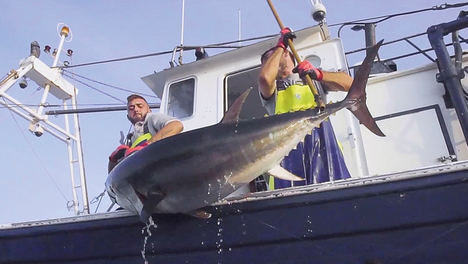 La empresa Atún Rojo del Estrecho S.L. inicia el proceso de evaluación completa bajo el estándar de pesca sostenible MSC para certificar sus capturas de atún rojo