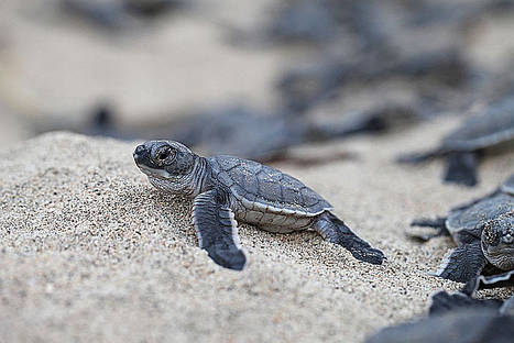 Comienza la época de “arribada” de tortugas a Costa Rica