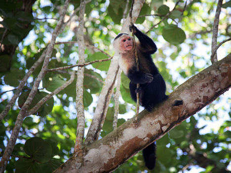 Cahuita National Park.