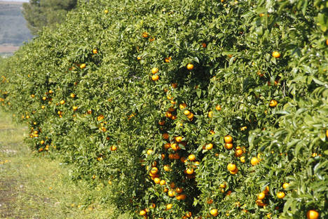 Comercializan cerca de 26.000 toneladas de mandarina Orri en la campaña 2017