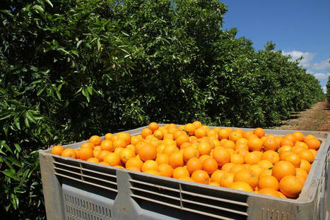 Comprar fruta online, garantía de máxima frescura