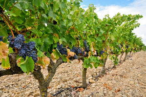 Los recursos naturales más importantes para un buen vino son el clima y el suelo