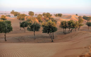 Nace Desert Leaves, la fundación para la gestión de la recuperación forestal en zonas áridas