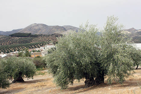 'Aceitedemipueblo' aprecia mayor interés del consumidor español por el aceite de oliva virgen extra ecológico