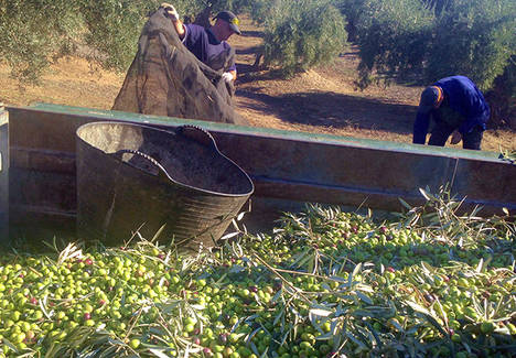 'Aceitedemipueblo' aprecia mayor interés del consumidor español por el aceite de oliva virgen extra ecológico