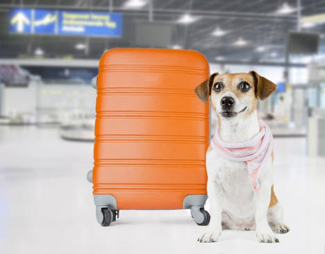 Etihad Airways te da las claves para viajar en avión con tu mascota este verano