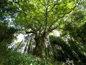 El Carballo del Bosque del banquete de Conxo es el ganador del Concurso Árbol Español del Año 2022