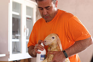 Granja AGM desarrolla un innovador producto lácteo con leche de ovejas alimentadas con chía