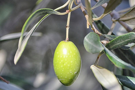 Dos emprendedores se empeñan en que los españoles conozcamos nuestro producto más exportado: el aceite de oliva