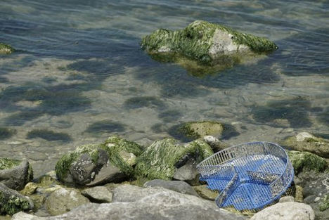 FPT Industrial hace otro concreto gesto para la sostenibilidad: tres toneladas de plástico de peces fuera de los mares de San Benedetto del Tronto