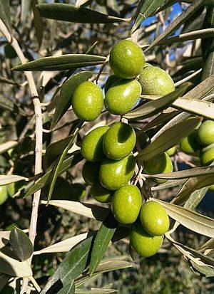 Castillo de Tabernas presenta Green Olive sin filtrar nueva cosecha 2017