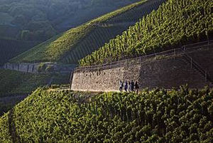 Fuente: Deutsches Weininstitut.