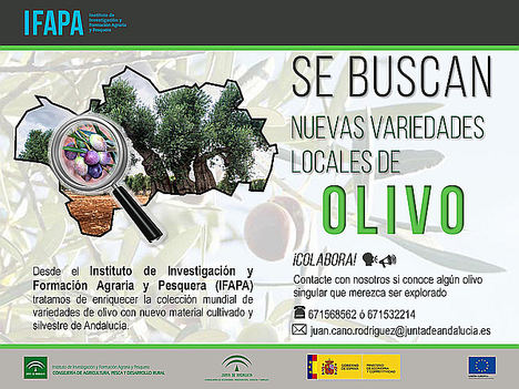 Agricultura reúne nuevas variedades locales de olivo no identificadas para su colección mundial