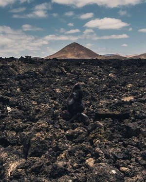 Islas Canarias, el paraíso donde fundirse con la naturaleza es posible