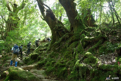 Japón propone 5 actividades al aire libre para disfrutar de este verano