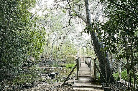 Jardín Botánico Nacional de Kirstenbosch.