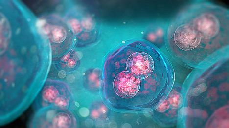 La creación de espermatozoides y óvulos artificiales a partir de células madre puede ser una realidad en 2020