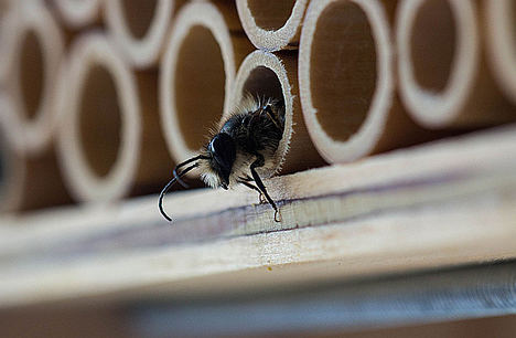 Limpiezapulido.es explica ‘cómo combatir las plagas de insectos en verano’