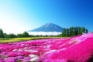 Musgo rosa, túneles de glicina y campos de colza, la otra primavera de Japón