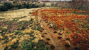 Más de 15.000 árboles para combatir la contaminación que en España provoca más de 93.000 muertes al año