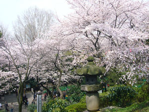 Contemplar la primavera tokiota en su máximo esplendor: el hanami