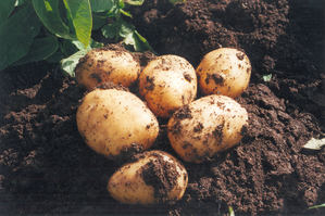 La Consejería de Agricultura anima a consumir patata nueva de Andalucía