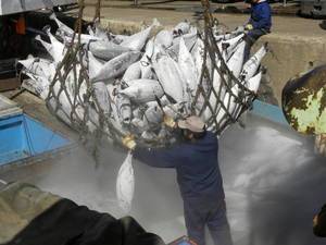 El nuevo acuerdo permitirá a los inspectores verificar las capturas de peces reales en los barcos que lleguen a puerto.