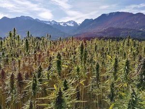 Información sobre la legalidad del cultivo de cannabis en casa