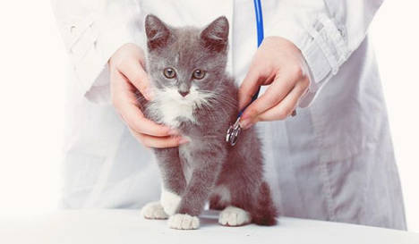 Razones para formarse en el sector veterinario