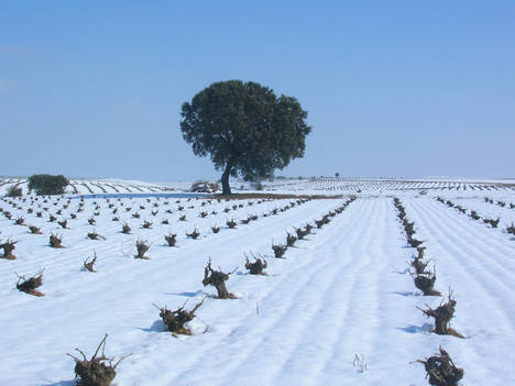 El espíritu navideño invade la Ruta del Vino de Rueda