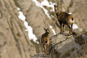 Topcon controla la población de cabras montesas en los Pirineos