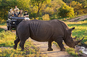 Turismo de Sudáfrica, con la protección animal