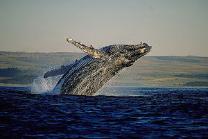 La Ruta de las ballenas del Cabo, un viaje por la costa sur de Sudáfrica