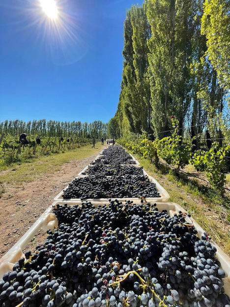 Comienza la vendimia 2021 para el proyecto Verum by Verum que une Castilla la Mancha con la Patagonia argentina a través del enólogo Elías López Montero