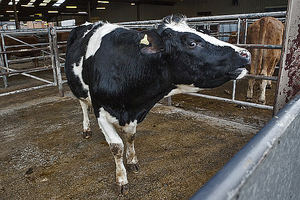 Unión de Uniones critica la ineficacia de las instituciones que permiten que las industrias lácteas sigan sin pagar la multa de 80M€