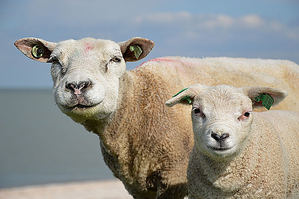 Unión de Uniones destaca el descenso de ganaderos de ovino y caprino de leche del 7% en un solo año