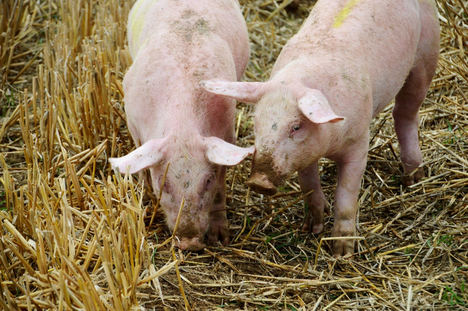 Unión de Uniones califica de agridulce el balance de 2020 para el sector porcino y pide cautela para este año