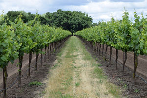 Unión de Uniones pide medidas para paliar los desequilibrios que se están dando en el sector vitivinícola por un precio de la uva injustificadamente bajo