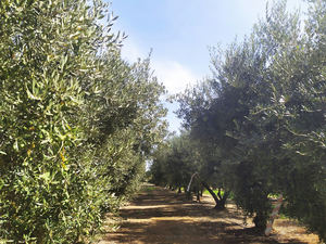 Alianza entre Vytrus Biotech e IRTA para la investigación y preservación del olivo en Cataluña