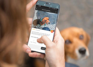 Welppy la app que ayuda a localizar mascotas perdidas