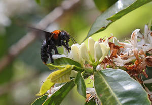 Las abejas: un indicador para comprobar la salud de los ecosistemas agrícolas